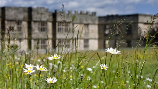 Wildflowers in the foreground with the hall at Gibside in the background, Northumberland